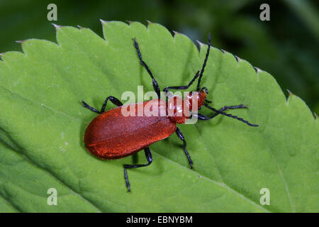 Le Cardinal, le cardinal à tête rouge (Pyrochroa serraticornis beetle), sur une feuille, Allemagne Banque D'Images