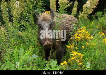 Le sanglier, le porc, le sanglier (Sus scrofa), jeune krosian en été, l'Allemagne, Bade-Wurtemberg Banque D'Images