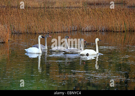 Cygne trompette (Cygnus buccinator), paire avec trois mineurs, USA, Alaska Banque D'Images