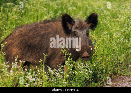 Le sanglier, le porc, le sanglier (Sus scrofa), krosian en été, l'Allemagne, Bade-Wurtemberg Banque D'Images