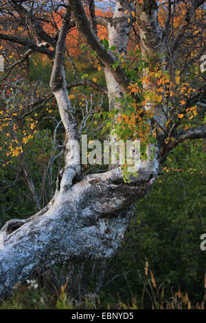 Tree à l'Kincade Park, USA, Alaska, Anchorage Banque D'Images