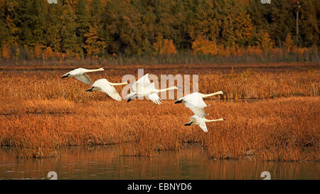 Cygne trompette (Cygnus buccinator), cinq cygnes survolant, USA, Alaska Banque D'Images