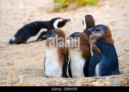 Jackass penguin, manchot, le putois (Spheniscus demersus), les jeunes animaux assis ensemble dans le sable, Afrique du Sud, Western Cape, Boulders Beach Banque D'Images