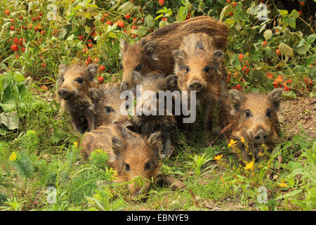 Le sanglier, le porc, le sanglier (Sus scrofa), sept abandons au bord de la forêt, de l'Allemagne, Bade-Wurtemberg Banque D'Images