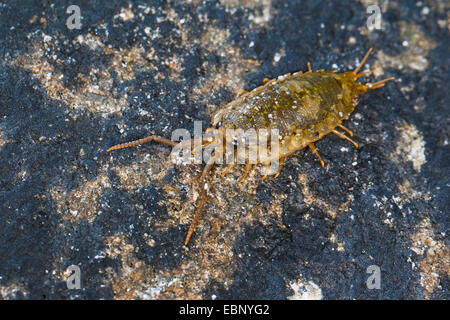 Grande mer-mer, Slater Slater, Quay-Mer, pou Roach, Littoral cloporte (Ligia oceanica), sur une pierre, Allemagne Banque D'Images