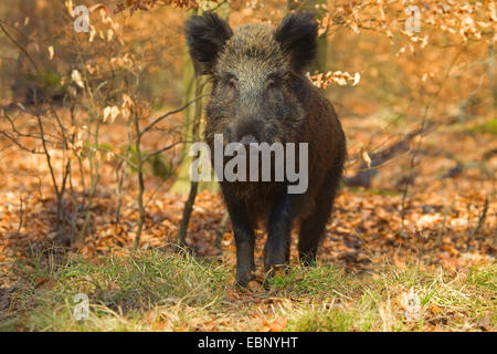 Le sanglier, le porc, le sanglier (Sus scrofa), wild sow debout sur le sol de la forêt, de l'Allemagne Banque D'Images