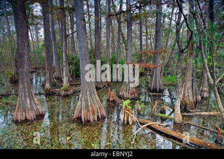 Baldcypress (Taxodium distichum), marais de cyprès chauve, USA, Floride, Big Cypress National Preserve Banque D'Images