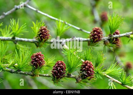 Le mélèze commun européen, mélèze (Larix decidua, Larix europaea), branche de fleurs de cônes, Autriche, Roma, le Parc National de Nockberge Banque D'Images