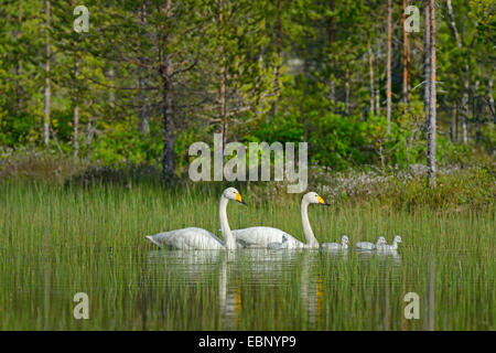 Cygne chanteur (Cygnus cygnus), l'élevage avec deux poussins fraîchement écloses natation sur un étang, Finlande finlandais moor Banque D'Images