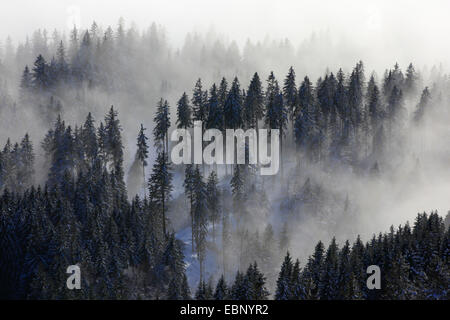 Forêt de conifères enneigés avec des bouffées de brume, Suisse, Appenzell Banque D'Images