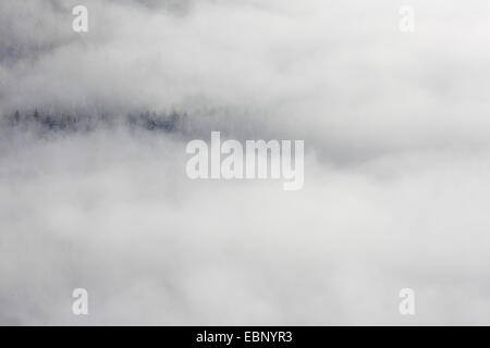 Forêt de conifères enneigés avec des bouffées de brume, Suisse, Appenzell Banque D'Images