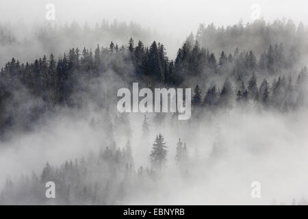 Forêt de conifères enneigés avec des bouffées de brume, Suisse, Appenzell Banque D'Images