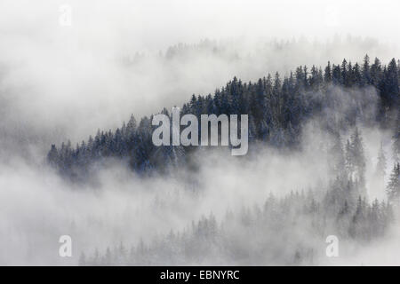 Forêt de conifères enneigés avec des bouffées de brume, Suisse, Appenzell Banque D'Images