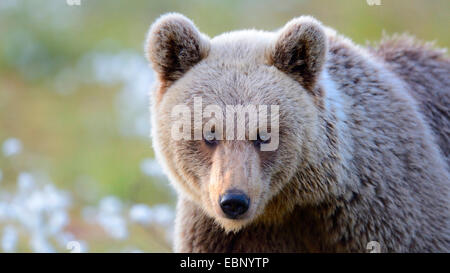 L'ours brun (Ursus arctos arctos), portrait d'un jeune ours , Finlande Banque D'Images