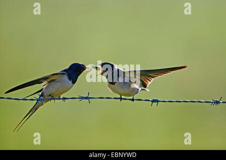 L'hirondelle rustique (Hirundo rustica), nourrir les oiseaux adultes des jeunes à l'envol d'un oiseau sur un barbwire, Allemagne Banque D'Images