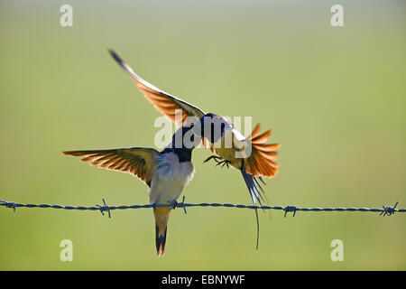 L'hirondelle rustique (Hirundo rustica), adulte oiseau en vol l'alimentation d'un jeune oiseau à part entière sur un barbwire , Allemagne Banque D'Images