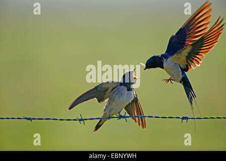 L'hirondelle rustique (Hirundo rustica), adulte oiseau en vol l'alimentation d'un jeune oiseau à part entière sur un barbwire, Allemagne Banque D'Images