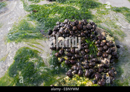 Bigorneaux, winkle winkle comestibles, commune (Littorina littorea), bigorneaux à reflux sur pierres, Allemagne Banque D'Images