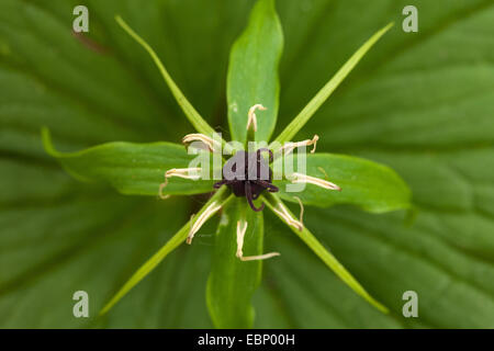 Herb Paris (Paris quadrifolia), fleur, Allemagne Banque D'Images