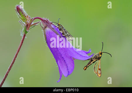 Chamaesphecia empiformis (sésie), lors d'une campanule Banque D'Images