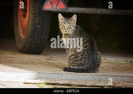 Chat domestique, le chat domestique (Felis silvestris catus). f, brown tabby cat assis derrière une remorque agricole, l'Allemagne, Bade-Wurtemberg Banque D'Images