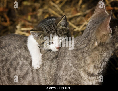 Chat domestique, le chat domestique (Felis silvestris catus). f, brown tabby kitten mordre sa maman chauds à l'arrière, l'Allemagne, Bade-Wurtemberg Banque D'Images