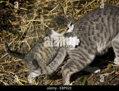 Chat domestique, le chat domestique (Felis silvestris catus). f, brown tabby kitten mordre sa maman chauds à l'arrière, l'Allemagne, Bade-Wurtemberg Banque D'Images