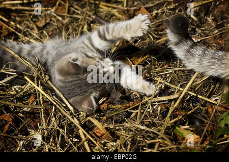 Chat domestique, le chat domestique (Felis silvestris catus). f, gris tabby kitten playing avec la queue de la mère, l'Allemagne, Bade-Wurtemberg Banque D'Images