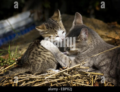 Chat domestique, le chat domestique (Felis silvestris catus). f, gris tabby chat jouant avec son chaton dans la paille, l'Allemagne, Bade-Wurtemberg Banque D'Images