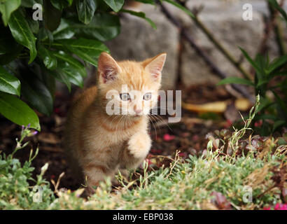 Chat domestique, le chat domestique (Felis silvestris catus). f, red tabby kitten apparaître derrière un buisson, l'Allemagne, Bade-Wurtemberg Banque D'Images