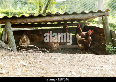 Les oiseaux domestiques (Gallus gallus f. domestica), Braun poules sous un abri dans le poulailler, l'Allemagne, Bade-Wurtemberg Banque D'Images