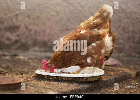 Les oiseaux domestiques (Gallus gallus f. domestica), brown à partir d'une alimentation de picage de poule gamelle, Allemagne, Bade-Wurtemberg Banque D'Images