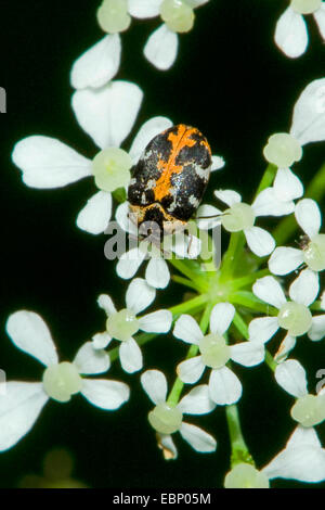 Tapis, les tapis (Anthrenus scrophulariae), à fleurs blanches, Allemagne Banque D'Images