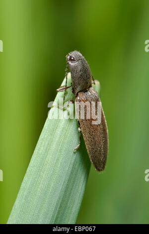 Cliquez sur le jardin asiatique, Redbellied Coléoptère Athous haemorrhoidalis (Clic, Athous obscurus), sur une feuille, Allemagne Banque D'Images