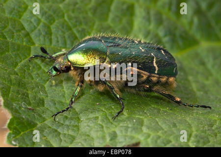 Chafer Cetonia aurata (rose), sur une feuille, Allemagne Banque D'Images