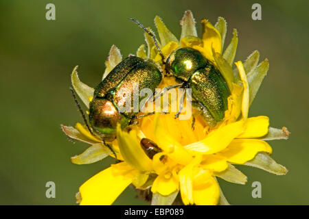 Les criocères cylindrique (Cryptocephalus sericeus), deux chrysomèles cylindrique sur fleur jaune, Allemagne Banque D'Images