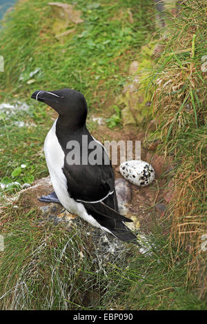 Petit pingouin (Alca torda), au lieu de reproduction, Royaume-Uni, Ecosse Banque D'Images