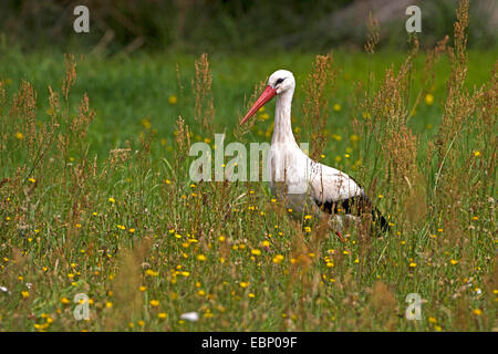 Cigogne Blanche (Ciconia ciconia), assis sur un pré, Allemagne Banque D'Images