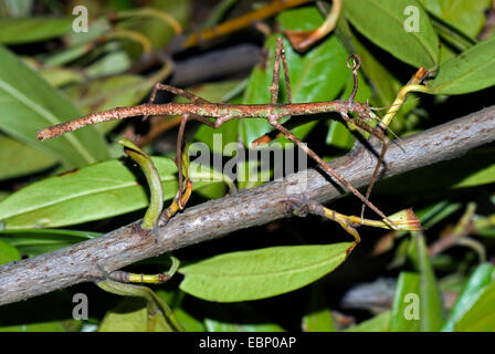 (Baculum extradentatum Walkingstick vietnamiens), sur une branche Banque D'Images