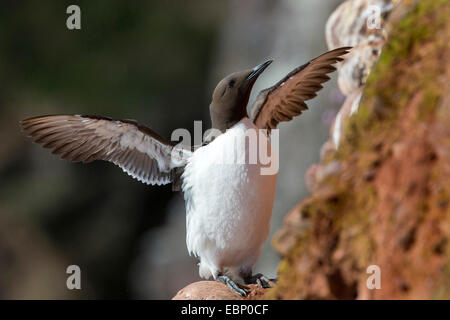 Common guillemot (Uria aalge), assis sur un éperon rocheux et les ailes battantes Banque D'Images