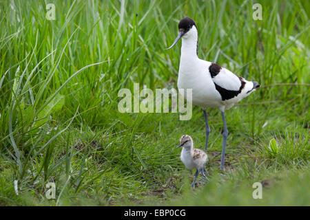 Avocette élégante (Recurvirostra avosetta), d'oiseaux adultes avec chick sur herbe, Allemagne Banque D'Images