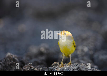 La paruline jaune (Dendroica petechia), assis sur le sol de lave, l'Équateur, Îles Galápagos, Santa Cruz Banque D'Images