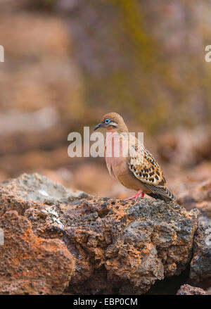 Colombe Galapagos (Zenaida galapagoensis), assis sur un rocher, l'Équateur, Îles Galápagos, Genovesa Banque D'Images