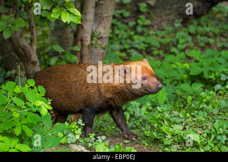 Speothos venaticus chien (bush), en venant de thicket Banque D'Images