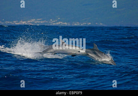 Dauphin bleu, bleu-blanc, Dolphin Dolphin Euphrosyne (Stenella coeruleoalba), deux dauphins sautant hors de la mer, le Portugal, Azores, Pico Banque D'Images