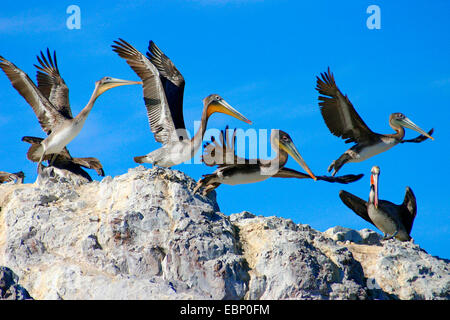 Pélican brun (Pelecanus occidentalis), groupe de pélicans bruns à partir d'un rocher, Mexique, Basse Californie Banque D'Images