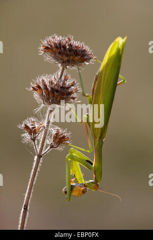 La prédation européenne (Mantis religiosa mantis), tête première, à l'inflorescence, Allemagne, Bade-Wurtemberg Banque D'Images