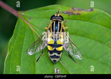 Hoverfly (Helophilus trivittatus), sur une feuille, Allemagne Banque D'Images