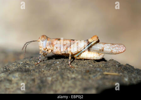 Sauterelle (Sphingonotus uvarovi), sur une pierre, France, Corse Banque D'Images