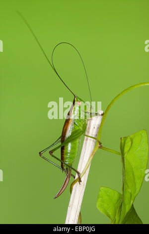 Court-winged conehead, court-winged conehead (Conocephalus dorsalis, Xiphidion dorsalis, Xiphidion dorsale), femme avec de long ovipositeur, Allemagne Banque D'Images